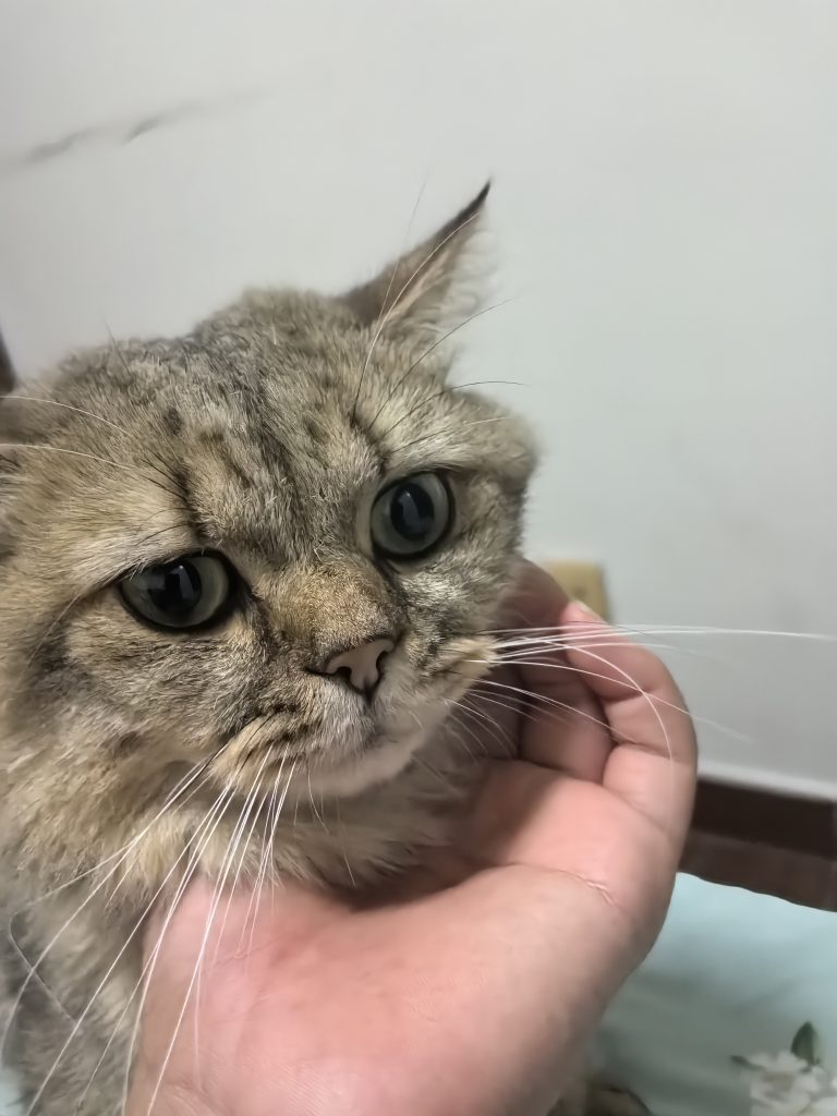 测试图片视频文档-宇宙文化