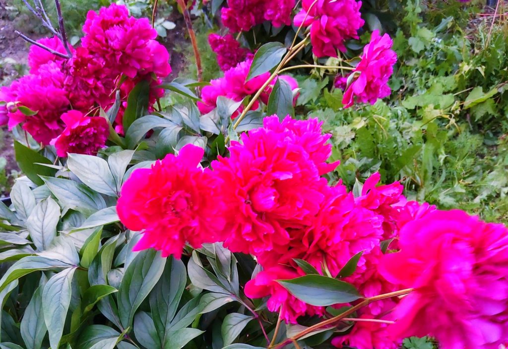 34高能花卉科技集团  天竹-宇宙文化