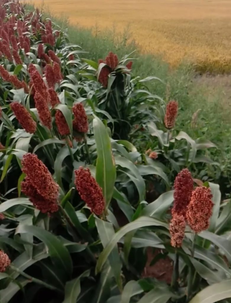 31高能粮食科技集团 天竹-宇宙文化